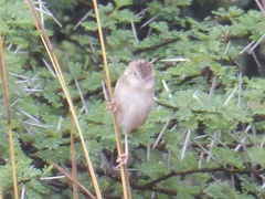 Cisticola fulvicapilla