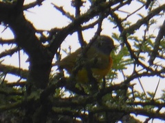 Telophorus sulfureopectus