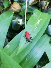Pyrochroa coccinea