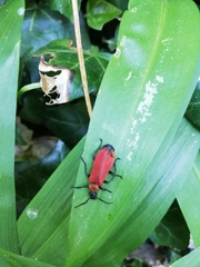 Pyrochroa coccinea