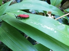 Pyrochroa coccinea