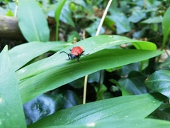Pyrochroa coccinea