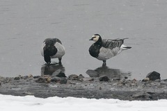 Branta leucopsis