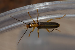 Nacerdes carniolica