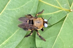 Xylocopa phalothorax
