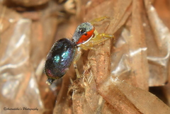 Chrysilla volupe