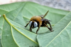 Xylocopa phalothorax