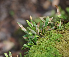 Notogrammitis billardierei