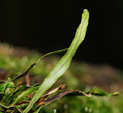 Notogrammitis billardierei