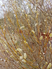 Salix phylicifolia