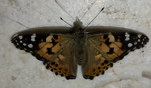 Painted Lady