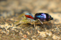 Chrysilla volupe
