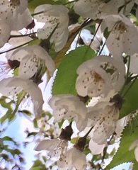 Prunus avium