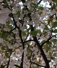 Prunus avium