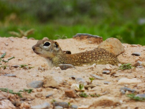 Ardilla de tierra punteada observed by peteruadec