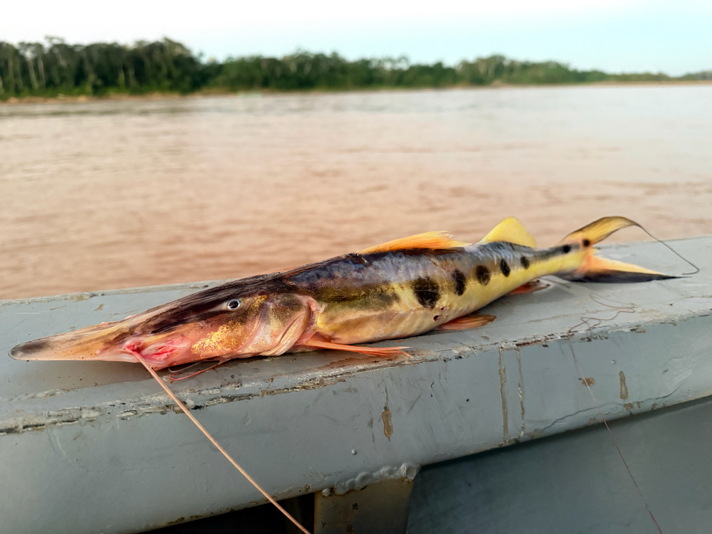 Sturgeon Catfish
