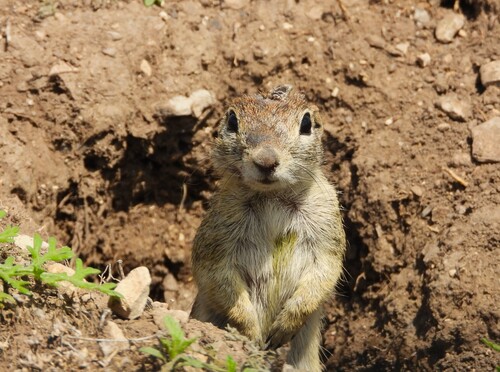 Ardilla de tierra punteada observed by peteruadec