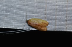 Sparganothis demissana