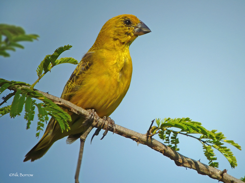 Cuckoo Finch