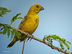 Anomalospiza imberbis