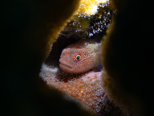 Paragobiodon modestus observed 2024-02-08