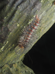 Lymantria xylina