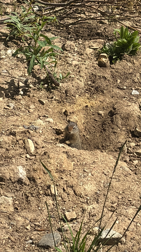 Uinta Ground Squirrel observed by andrew__ober_reynolds
