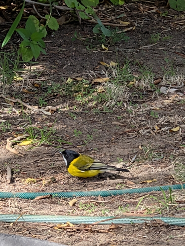 Golden Whistler