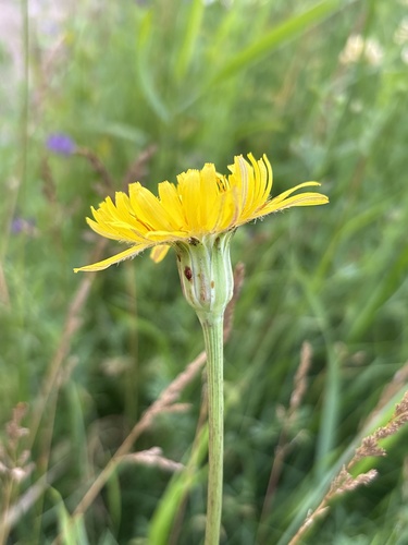 Pale agoseris