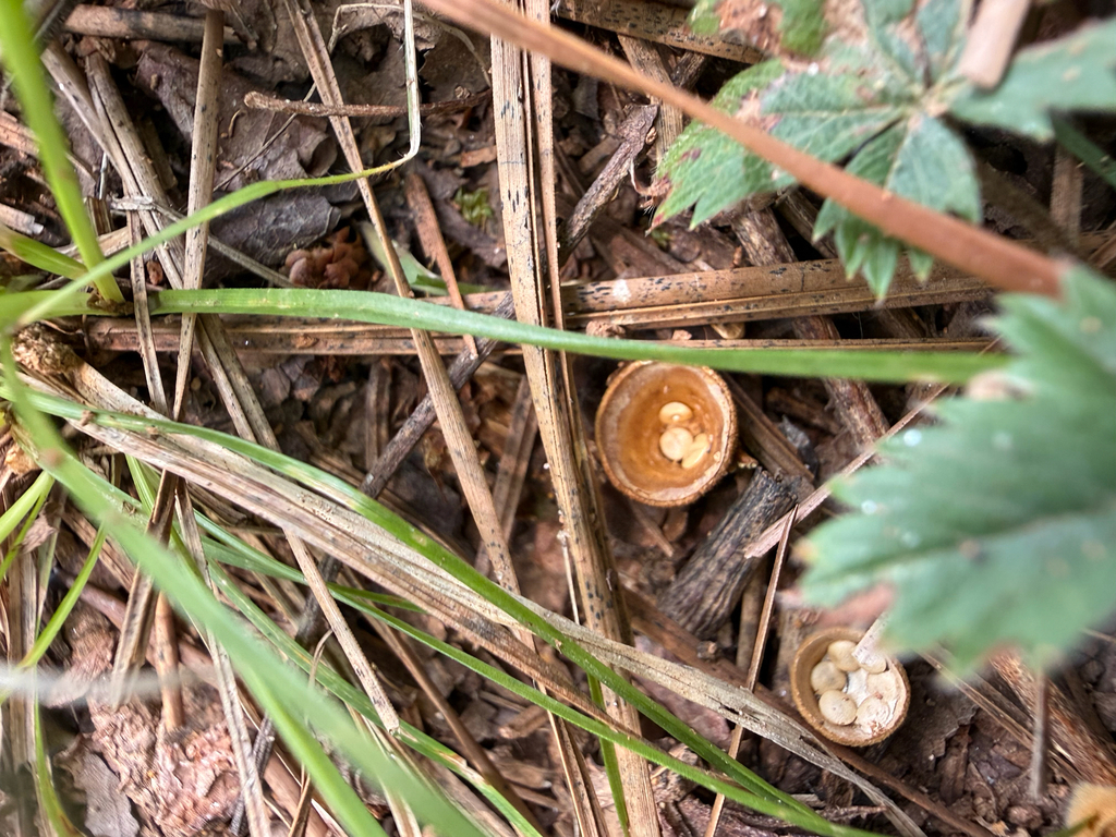 common bird's nest fungus · July 2026 · photo: Photo: (c) Amanda Rose Ross, some rights reserved (CC BY) · iNaturalist