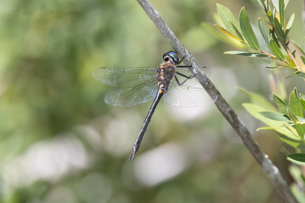 Kennedy's Emerald