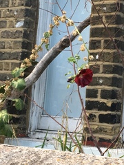 Alcea rosea