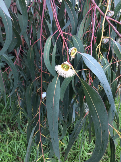 Blue gum, Tasmanian blue gum, Southern blue gum (Honey bee plants of ...