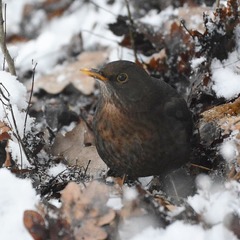 Turdus merula