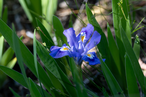 Iris lacustris
