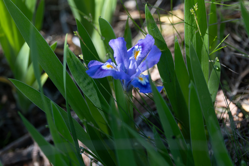 Iris lacustris, photograph 1