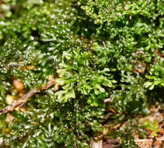 Hymenophyllum australe