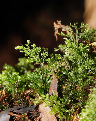 Hymenophyllum australe