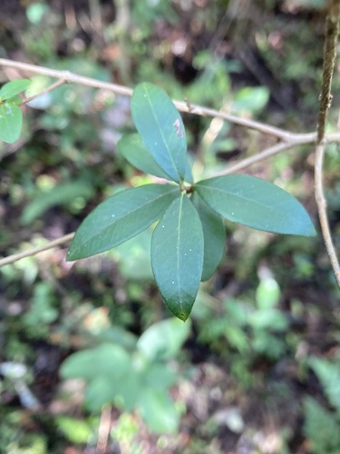 Myrrhinium atropurpureum, photograph 6