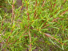 Dodonaea hexandra