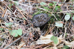 Pseudoplectania vogesiaca