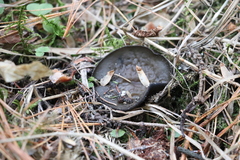 Pseudoplectania vogesiaca