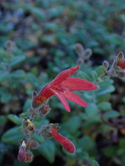 Keckiella corymbosa, photograph author not stated, no rights reserved