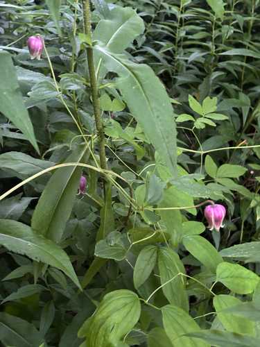 Clematis viorna, photograph 4