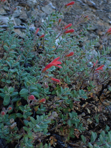 Keckiella corymbosa, photograph 4