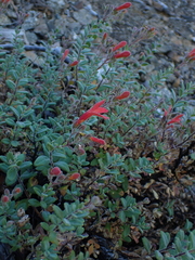 Keckiella corymbosa, photograph author not stated, no rights reserved