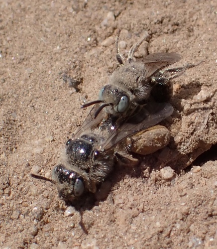 iNaturalist observation photo of Nomadopsis