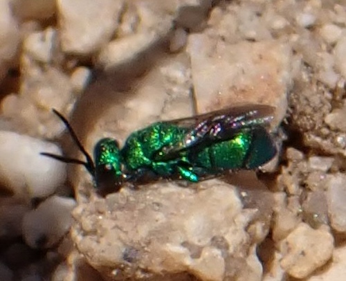 iNaturalist observation photo of Cuckoo Wasps