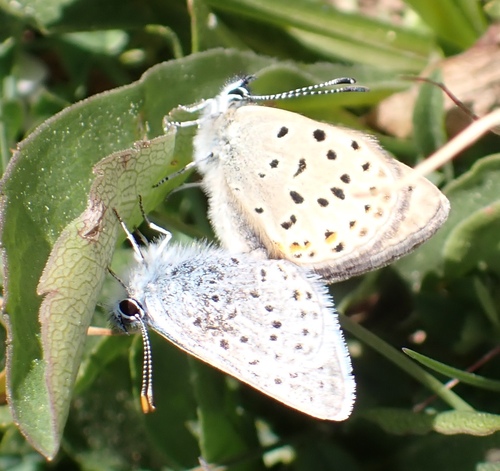 iNaturalist observation photo of Icaricia saepiolus aehaja