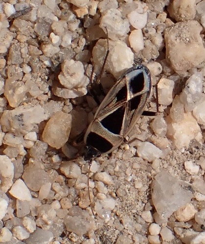 iNaturalist observation photo of Mediterranean Seed Bug